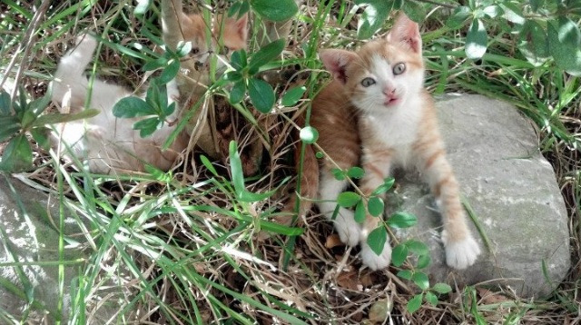 KAIYUN 中国大陆-_传统武术表演结合现代比赛，展现文化魅力_，传统武术比武