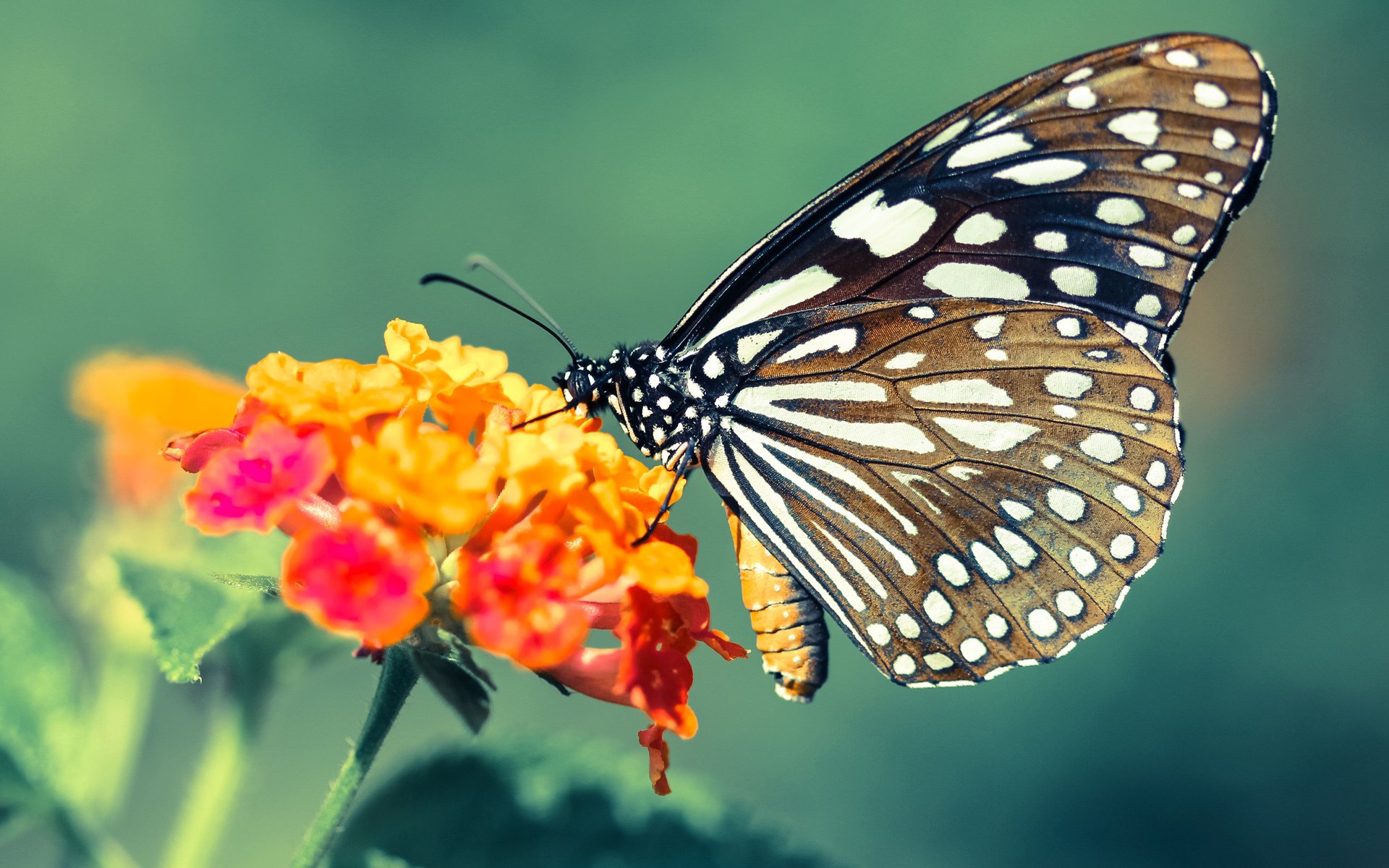 开云网页版-““火拼到底”!攻势频繁,战术变化层出不穷”,제니 지수