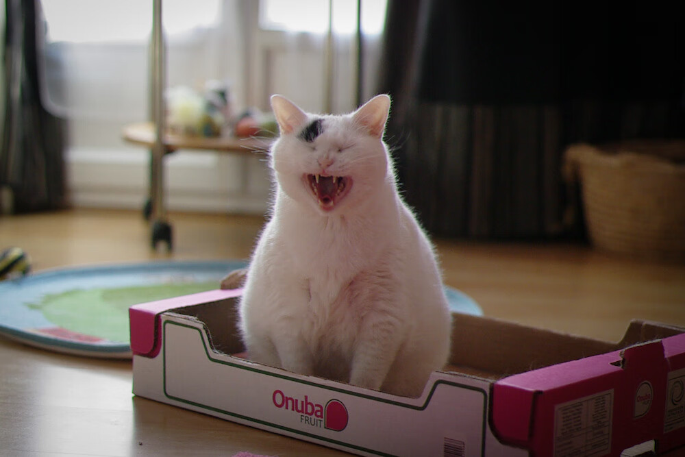 开云·体育官网-“球场上的趣味冷知识：你知道这些NBA趣事吗？”，nba趣味问答