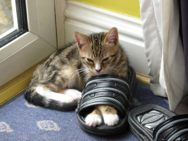 开云·体育官网-国际名宿助阵中国足球,传授宝贵经验,中国足球民宿