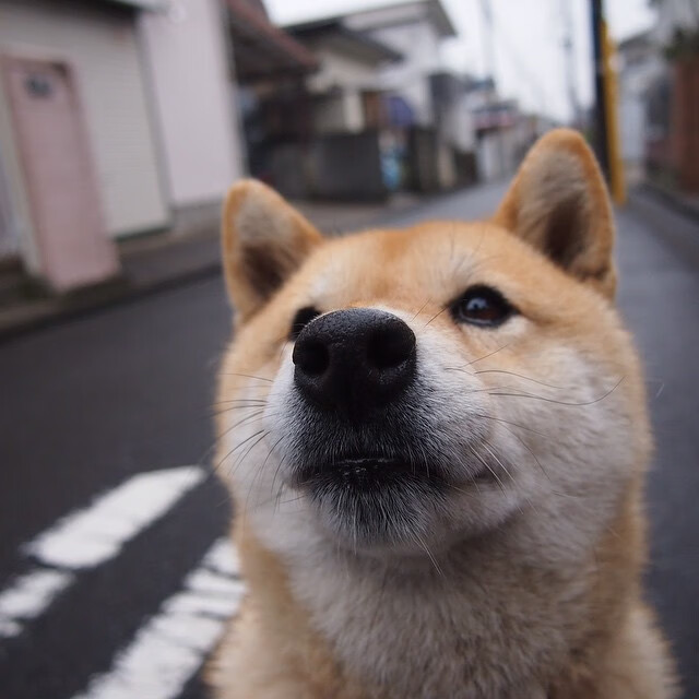 开云网站-巴西马术协会与非洲马术协会开展技术援助项目,提升当地水平。