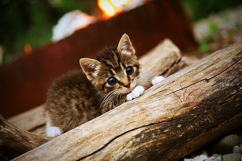 开云入口-塞维利亚客场-小胜莱加内斯，埃涅斯托制胜球，塞维利亚队