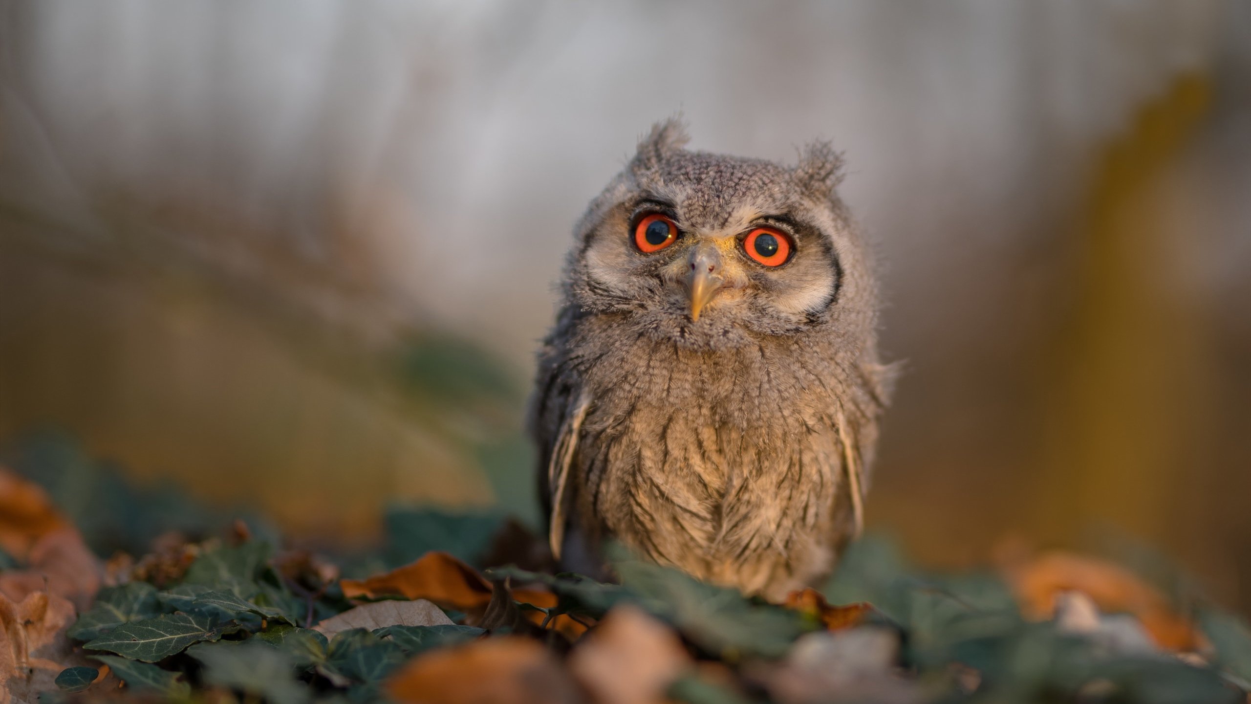 Kaiyun(中国)开云-多特蒙德高居积分榜首,称霸德甲主导地位,多特蒙德德甲第几