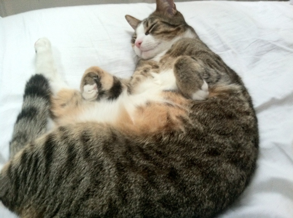 开云官网APP下载-布拉德福德中场控制力强,山谷之心期待新赛季,布拉德福德足球俱乐部