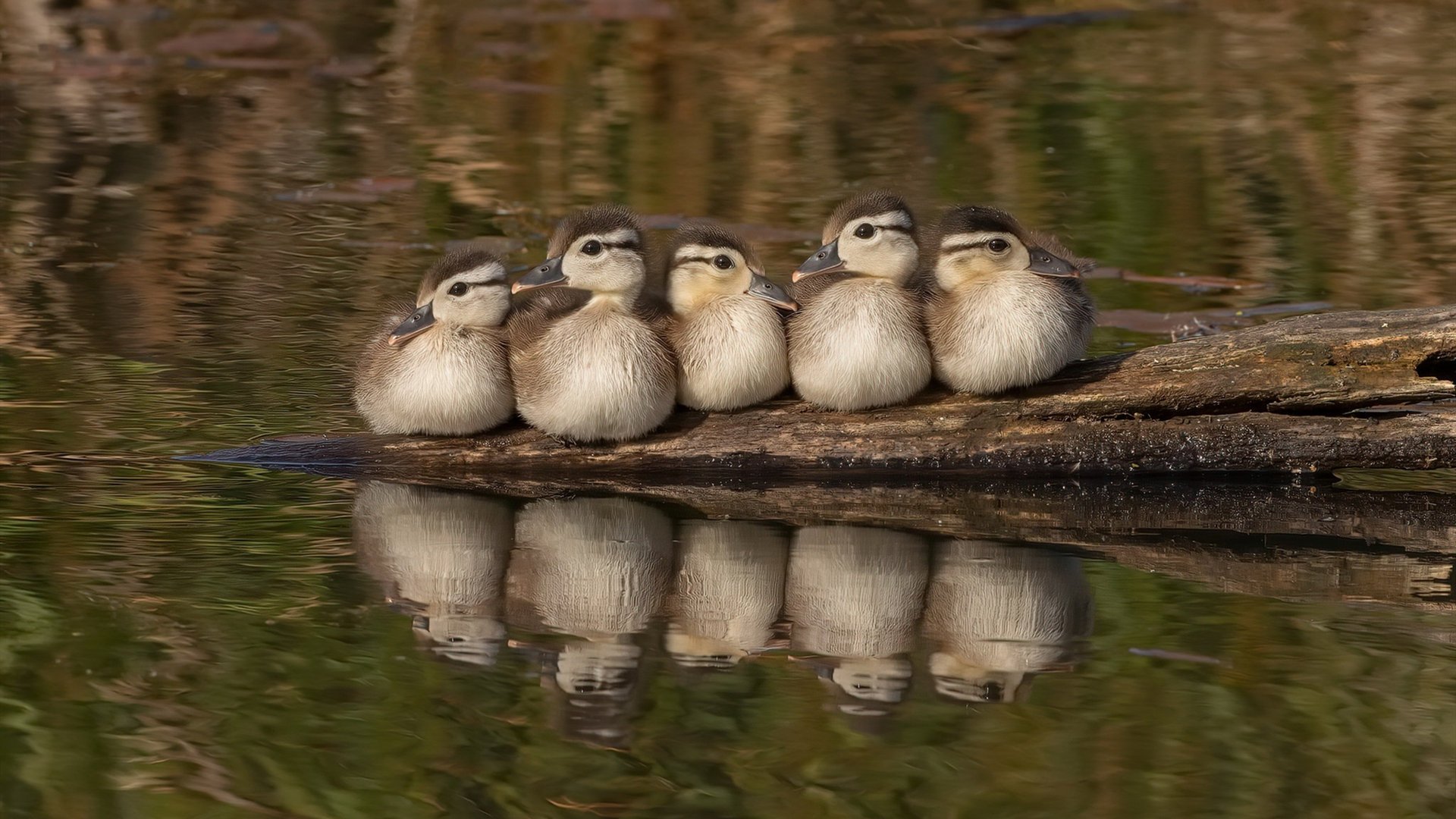 开云官网APP下载-马略卡是否能提升客场抢分能力，马略卡攻略