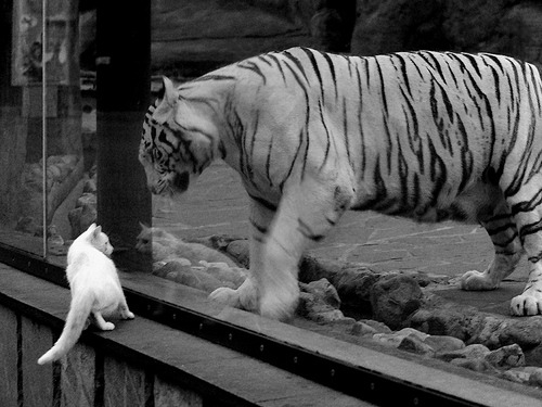 Kaiyun APP-埃及赛制的挑战：如何调整以迎接国际化的需求，埃及乙组联赛比赛结果