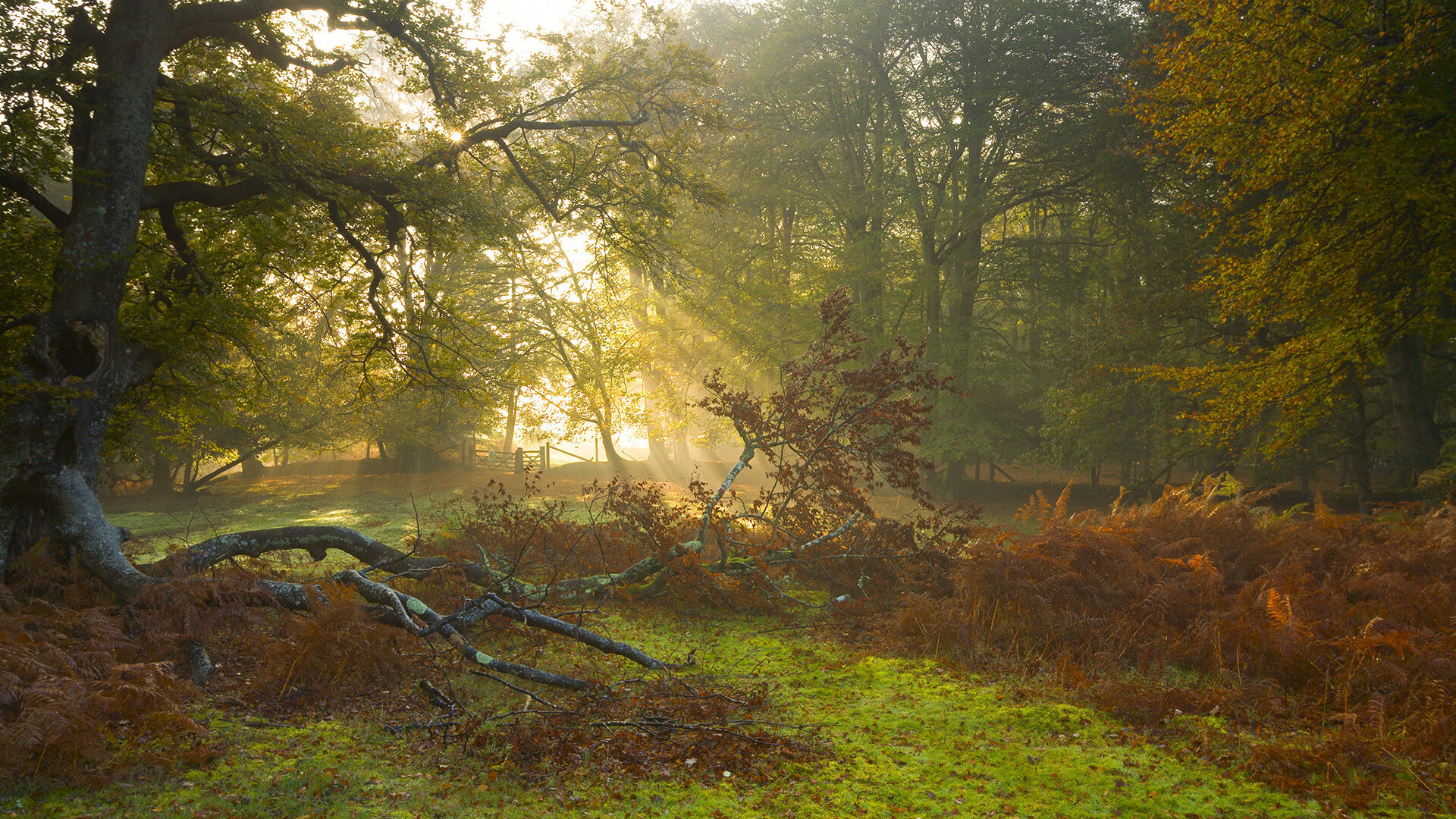 kaiyun官方网站-克莱尔200自稳定输出展现美式节奏，克莱尔 dc