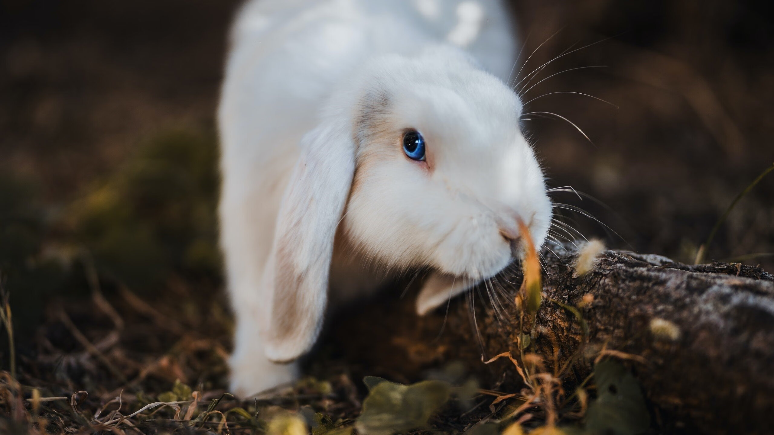 开云官方网页登录-斯滕伯根全程保持强劲节奏，斯藤伯格