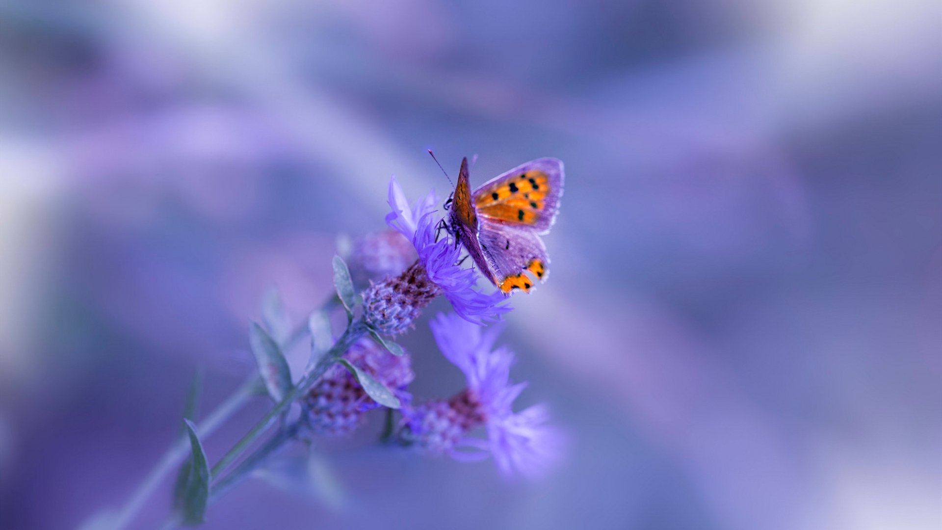 kaiyun网站-篮球教练员资格证考试内容更新强化实战与理论结合，篮球教练员证考试内容